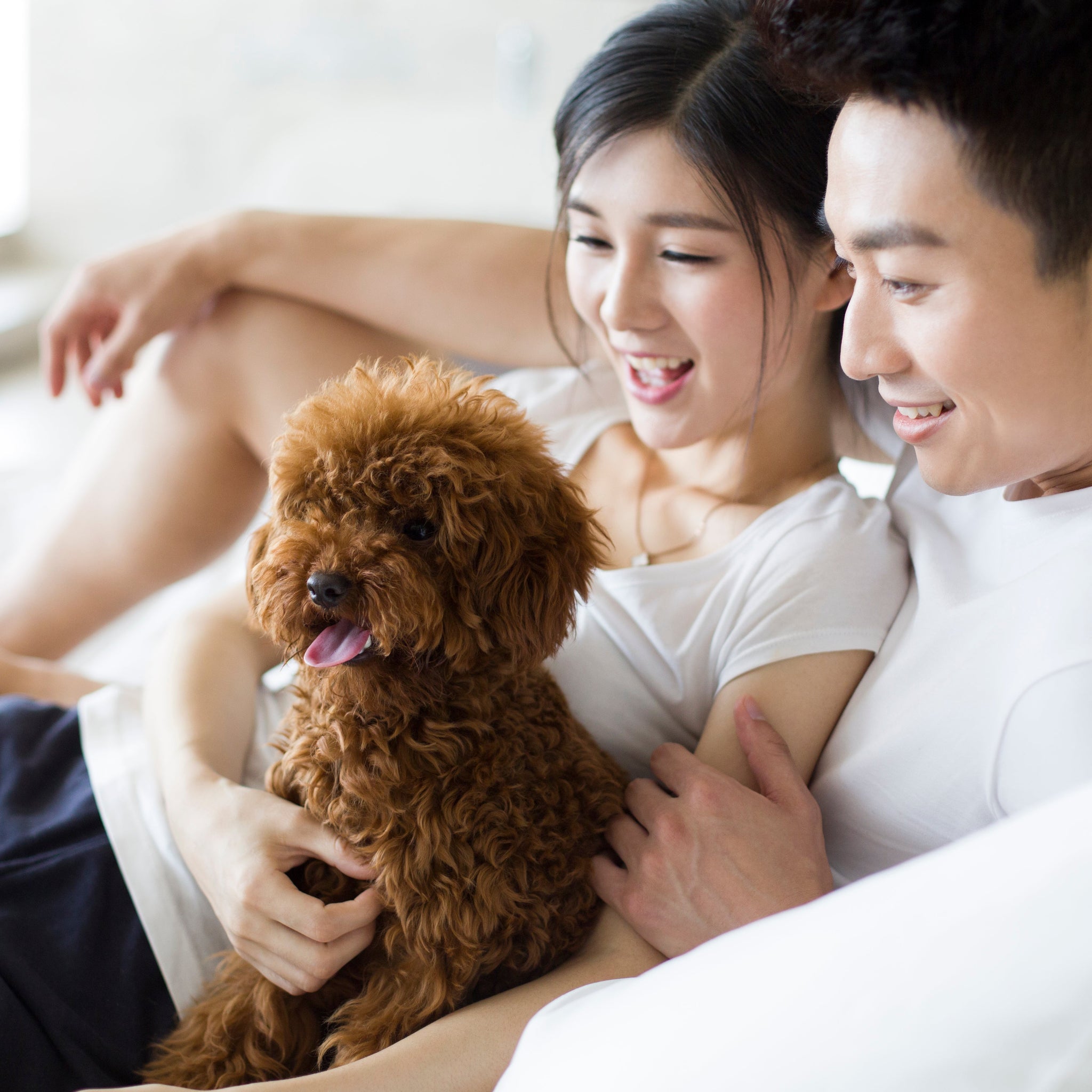 Creating a Relaxed Home for Your Pets: Comfort, Care, and Smart Design