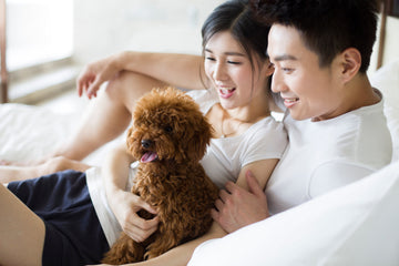 Creating a Relaxed Home for Your Pets: Comfort, Care, and Smart Design